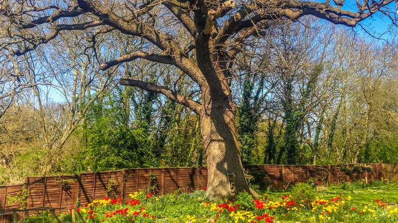 A tree grows over a neighbor's fence.
