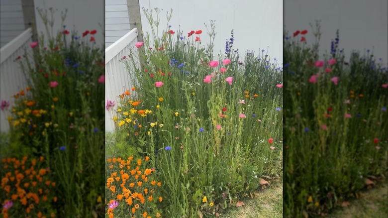 A variety of colorful wildflowers flourish in a yard.