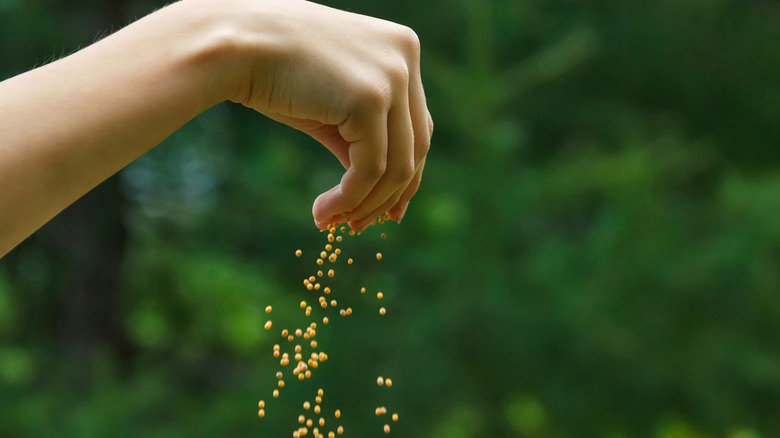 A woman spreading seeds
