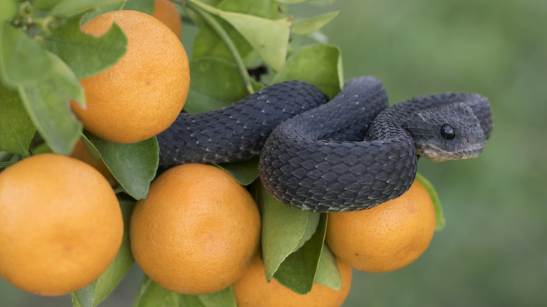 Close up of a bush viper in an orange tree.