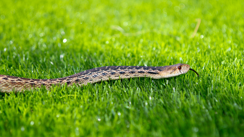 A garter snake crawls across the grass.