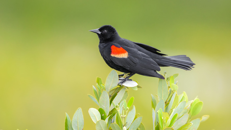 A red-winged blackbird perches on a bush.
