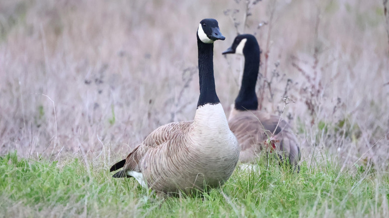 Two Canada geese stand in some grass.