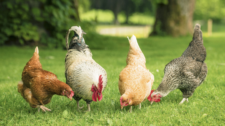 Chickens free-range in a yard.