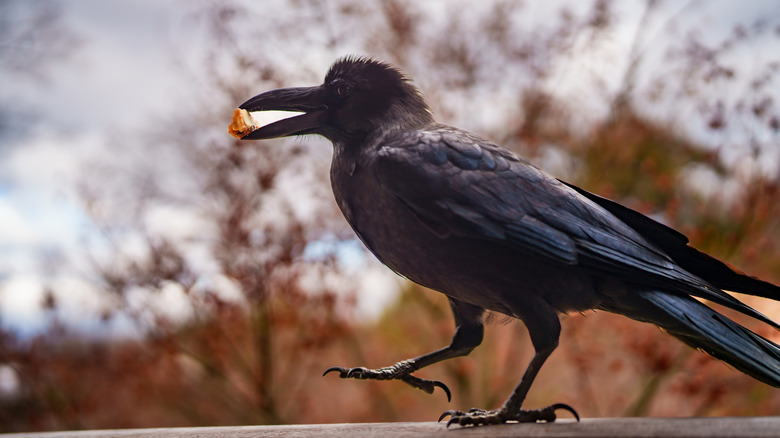 A crow walks on a fence holding a piece of food in its beak.