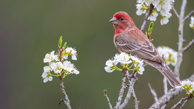 A male house finch perches in a tree.