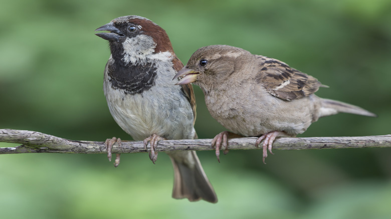 A male and female sparrow perch together on a branch.