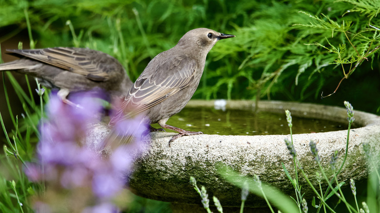 Starlings visit a birdbath.
