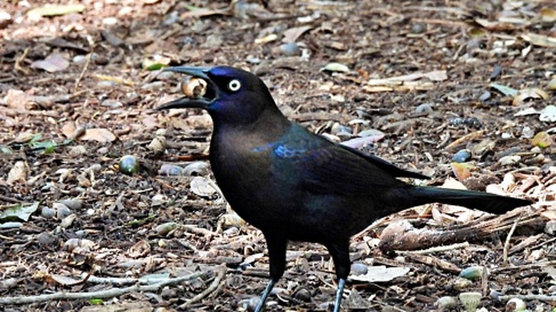 A grackle has a nut in its mouth.