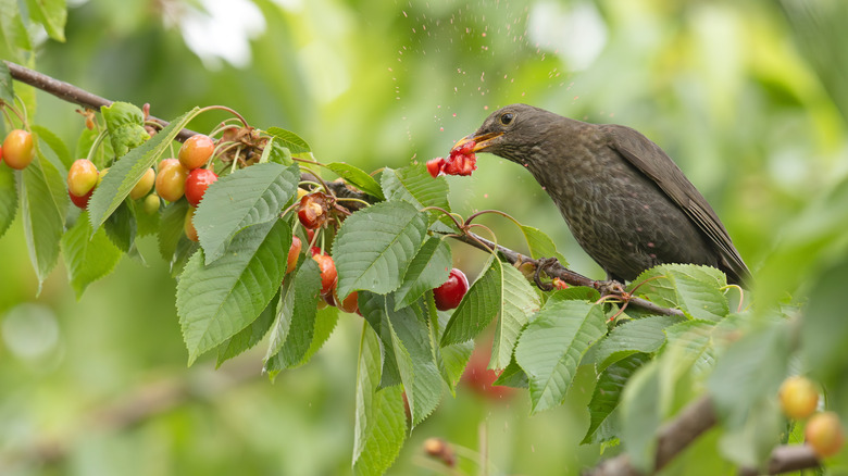 A starling picks cherries from a tree.