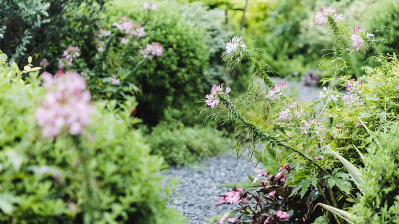 A gravel swale has plants on both sides.
