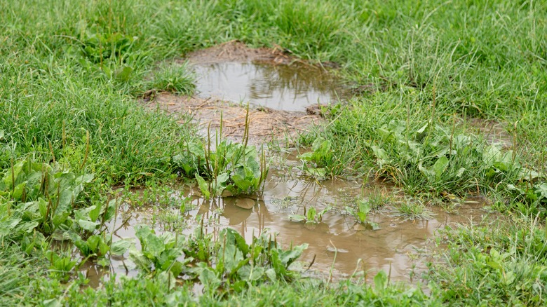 Muddy puddles have formed in a yard.
