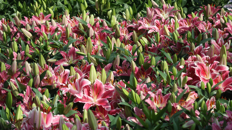 A patch of pink and white Oriental lilies in bloom