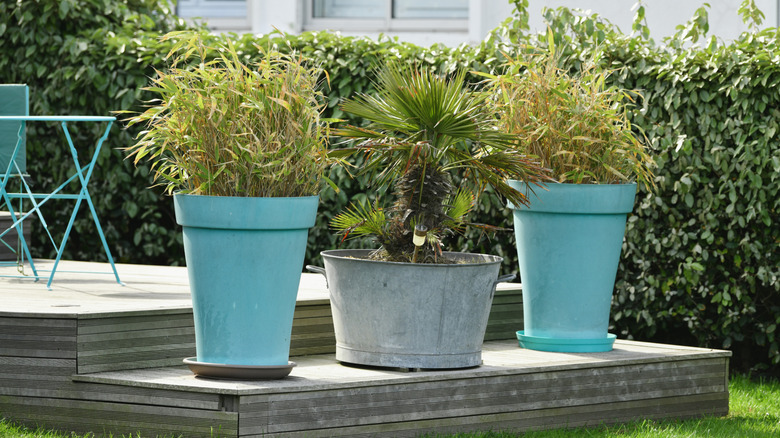 Large blue and gray planters sit on a raised deck in a yard.