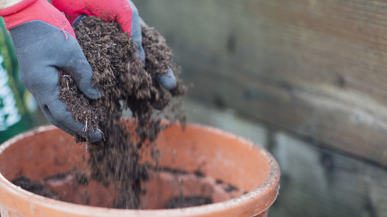 A person wearing gardening gloves pours potting soil into a terracotta planter.