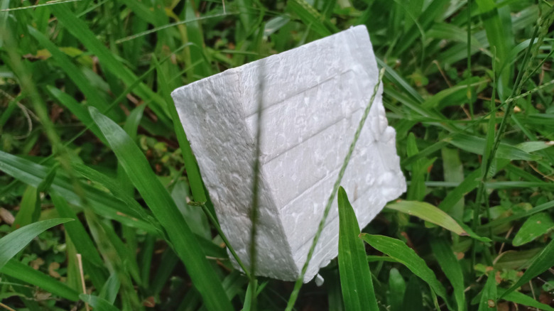 A piece of Styrofoam lies in green grass.