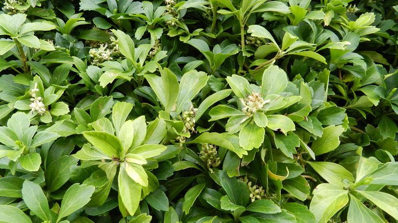 A patch of green Allegheny spurge with small white flowers