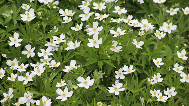 White and yellow Canada anemone flowers blooming among green leaves