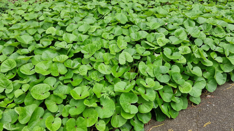Green Canadian wild ginger leaves in a large patch