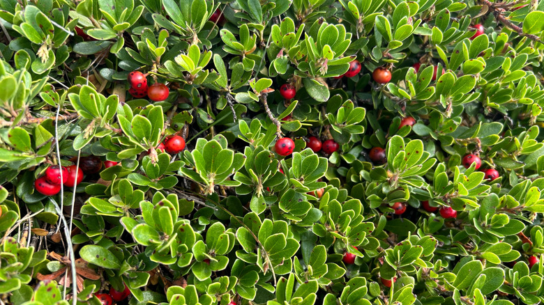 Closeup of a common bearberry bush with green leaves and red berries