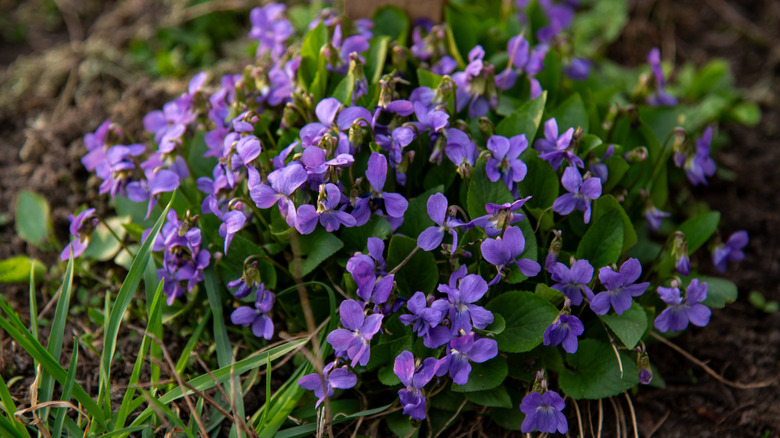 Purple common violets blooming among leaf litter