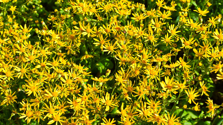 Bunches of yellow golden ragwort flowers growing among green foliage