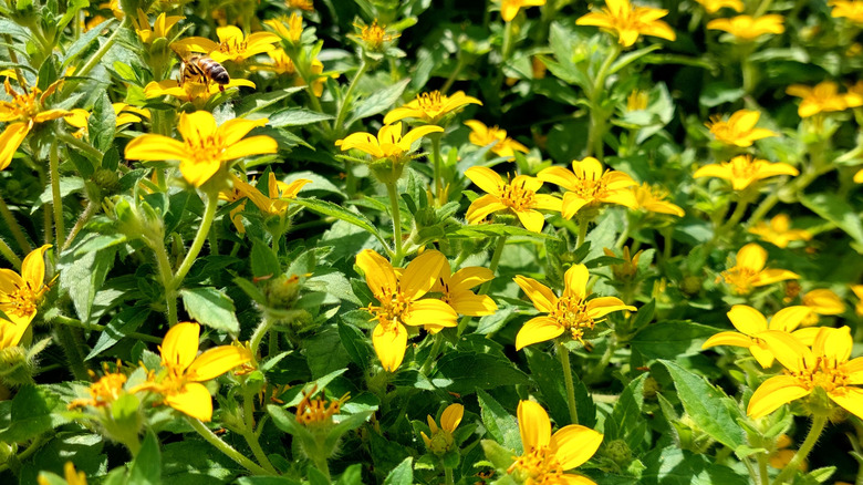 Yellow green-and-gold flowers and green leaves visited by a honeybee