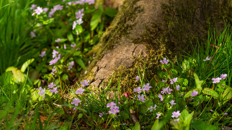 Pink flowers and grass surround the roots of a large tree