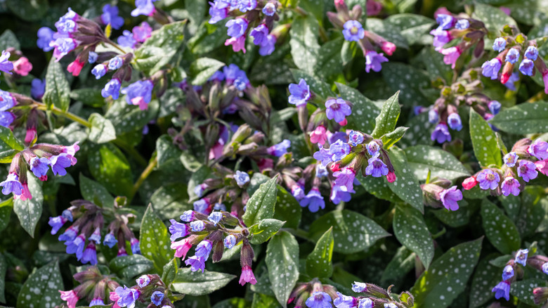 Pink and purple lungwort flowers blooming among green and silver spotted leaves