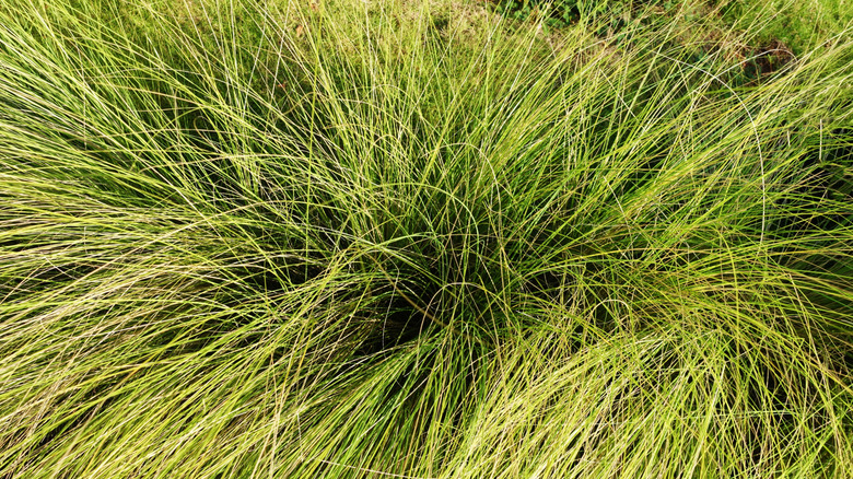 Green grass-like Pennsylvania sedge