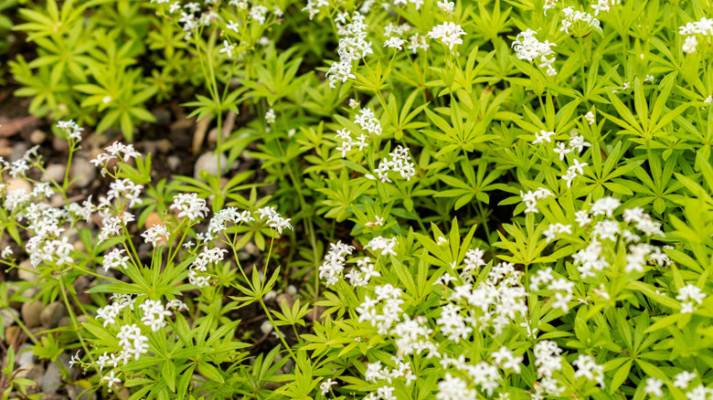 Green sweet woodruff plants with small white flowers