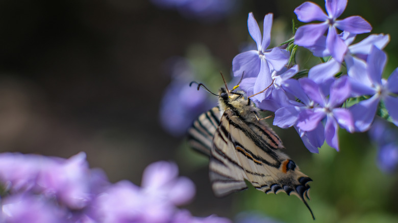 A butterfly rests on a creeping phlox flower.