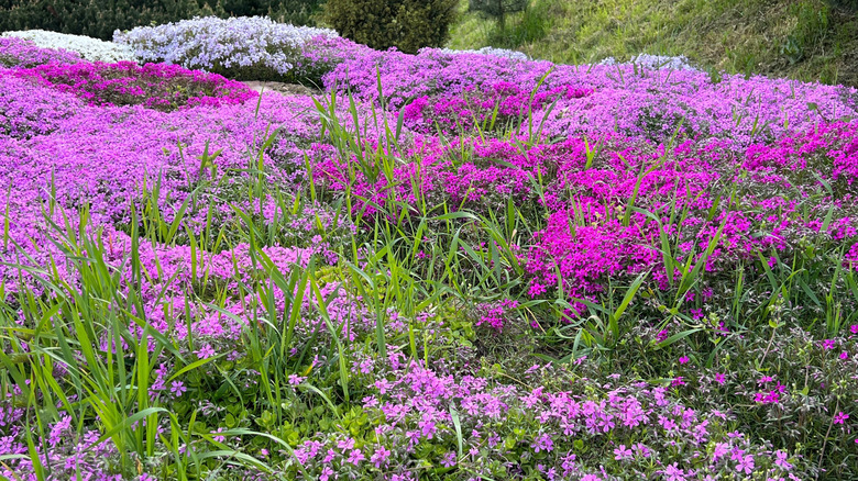 A garden is covered in colorful phlox flowers.