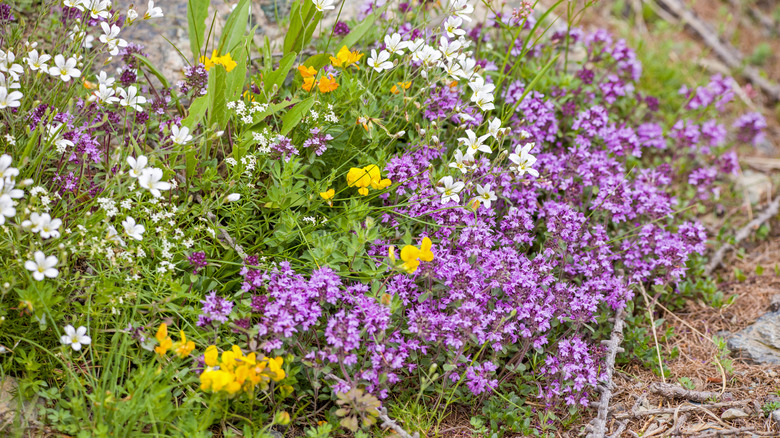 Creeping thyme and other flowers bloom together.