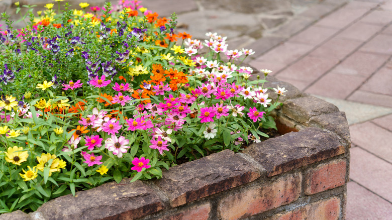 Zinnias and other flowers thrive in a flower bed.