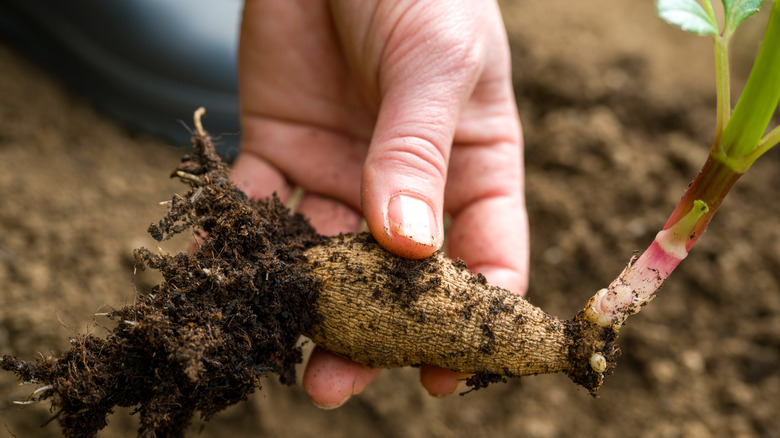 A hand holding a sprouted dahlia tuber