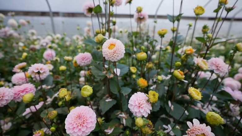 The daffodil like center of the white and pink Daffodahlia dahlia flower mutation in a greenhouse.