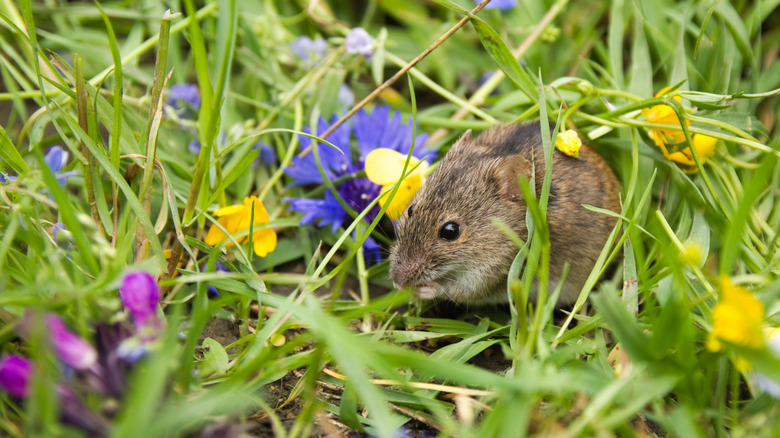 A field mouse is surrounded by spring flowers.