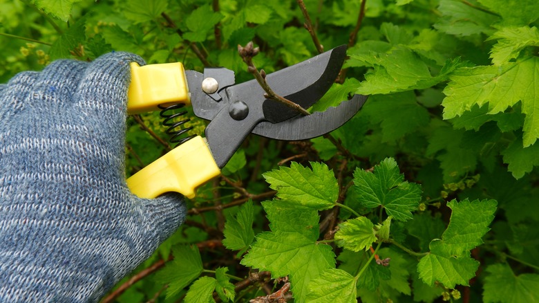 Gardener prunes a branch with shears.