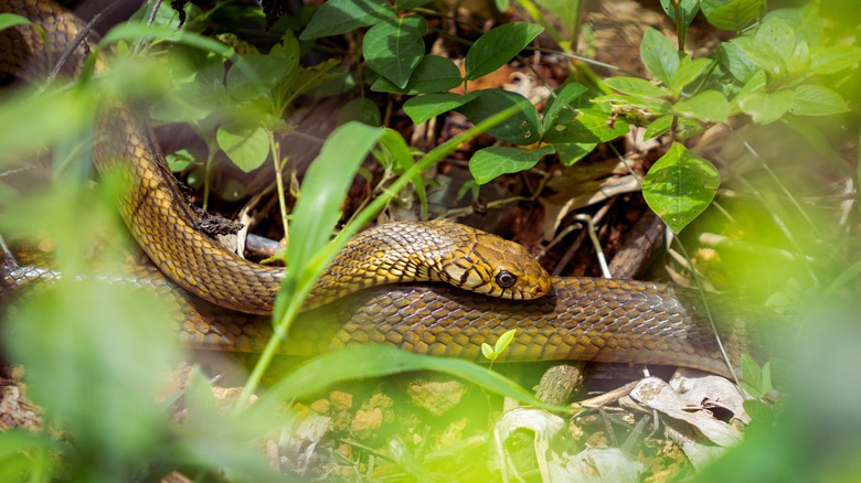 A snake hides in an overgrown bush.