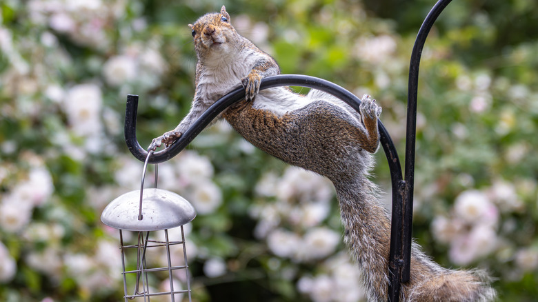 A gray squirrel clings to a bird feeder pole above the bird feeder.