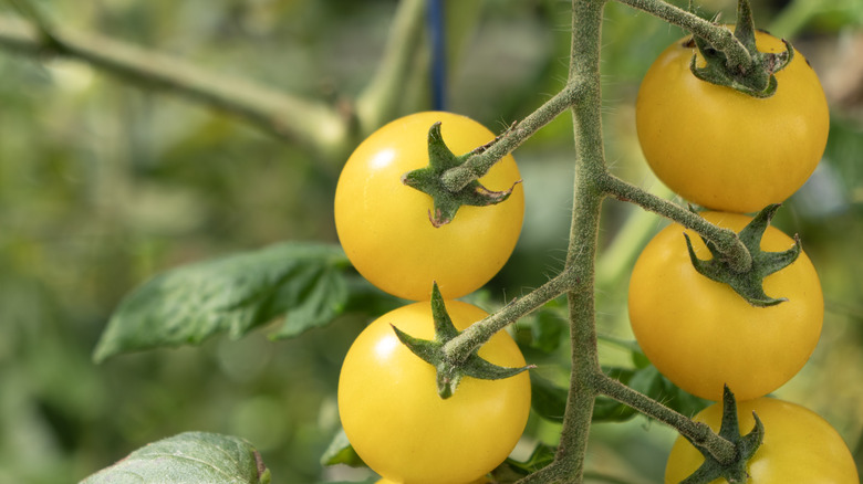 Yellow tomatoes ripen on a plant.