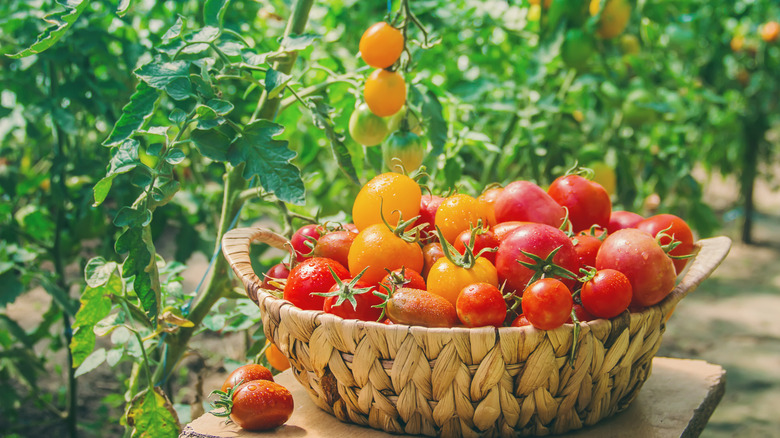 Ripe red and yellow tomatoes in a basket out in a garden