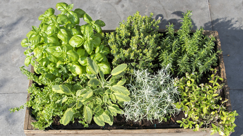 A range of different herbs grow together in a container.