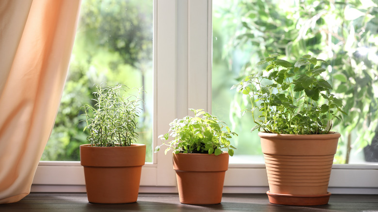 Three herb  plants grow in individual pots on a windowsill.