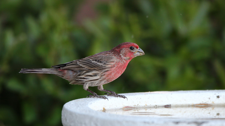 A red and brown male housefinch perched on the edge of a bird bath