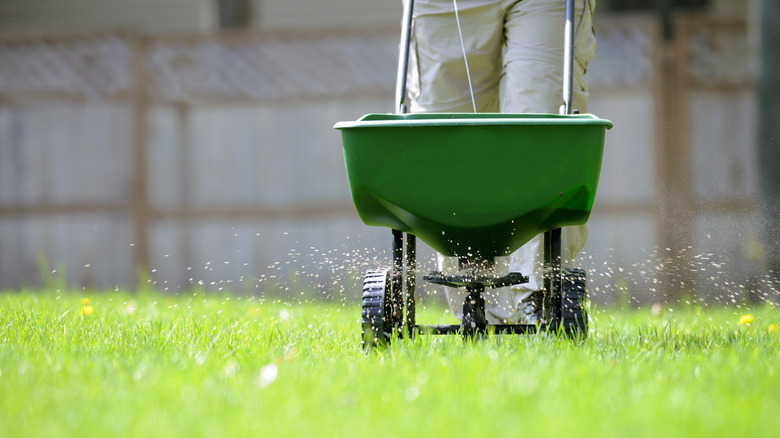 Man spreads treatment on lawn.