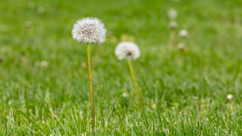 Two dandelion seed pods grow together in a lawn.