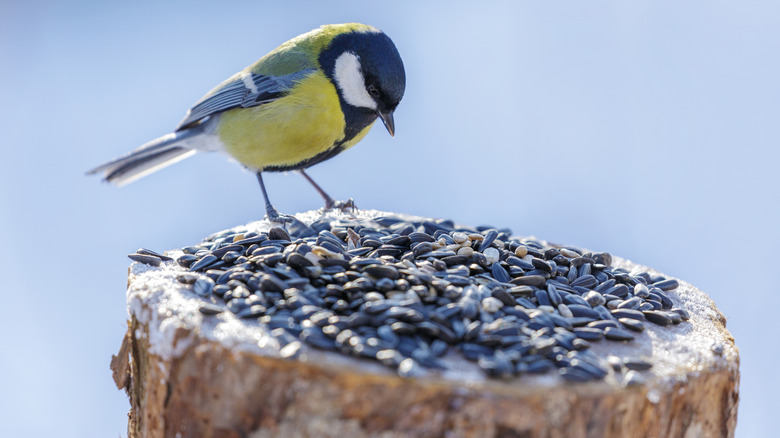 A bird looks at bird seed on a stump.