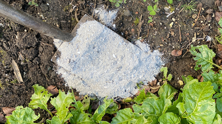 A shovel of ash lays in a garden bed.
